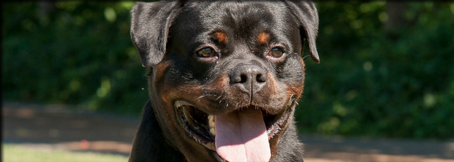 rottweiler puppies for sale in louisiana german rottweiler breeders in breeds picture rottweiler puppies for sale in louisiana german rottweiler breeders in breeds picture